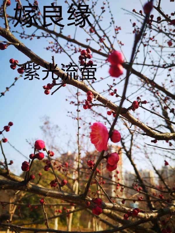 火影忍界的传说